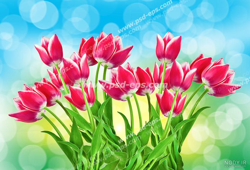 عکس با کیفیت گل های زیبای لاله چیده شده بر روی پنل سفید دیواری - لایه باز طرح آماده psd - eps عکس با کیفیت گل های زیبای لاله چیده شده بر روی پنل سفید دیواری - لایه باز طرح آماده psd - eps