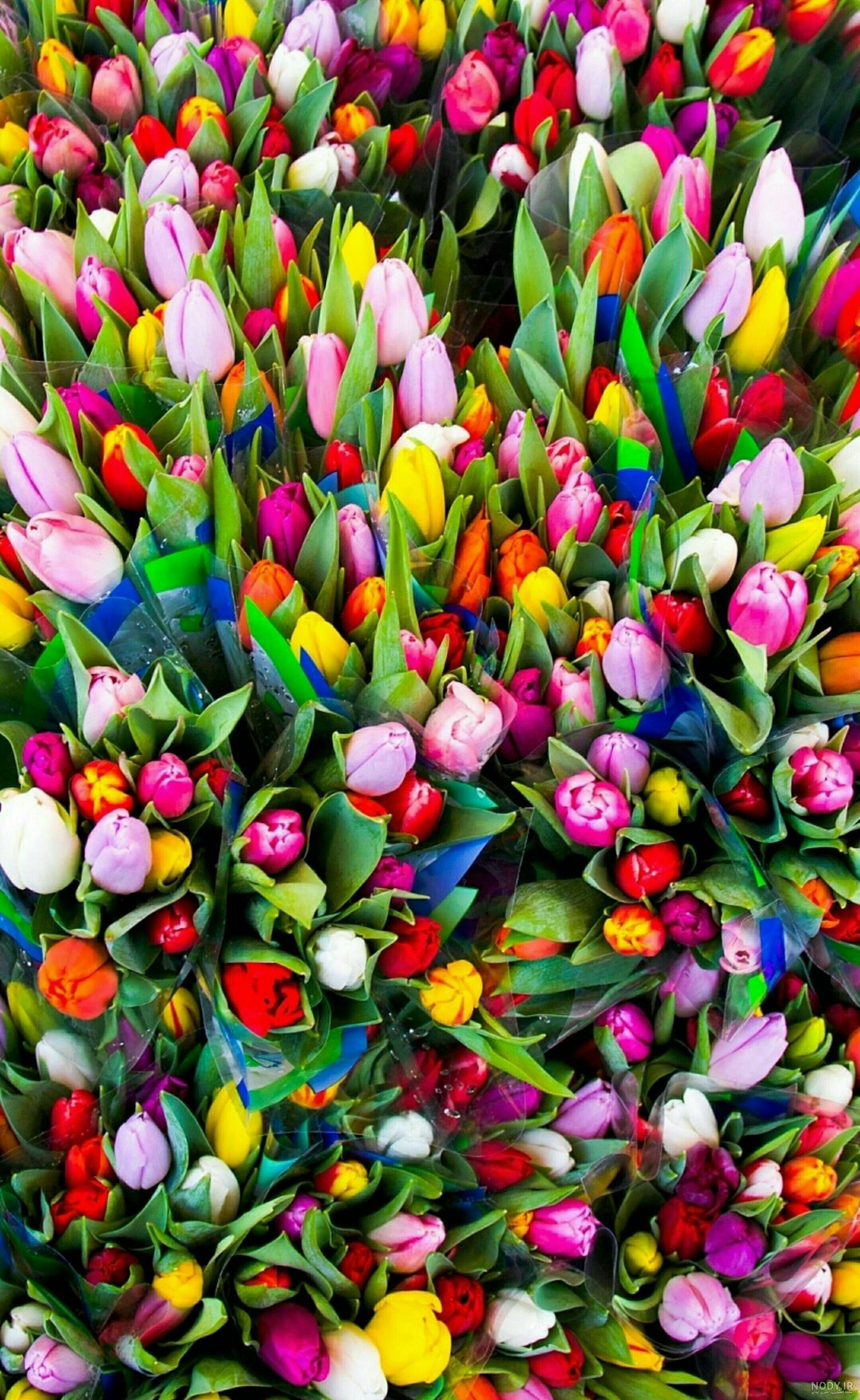 عکس شاخه گل های لاله عکس شاخه گل های لاله