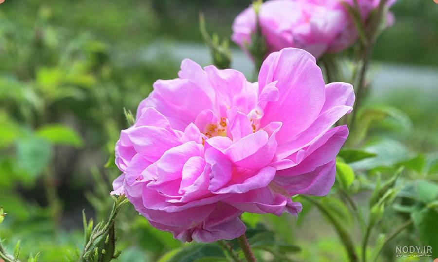 عکس منظره گل محمدی - عکس نودی عکس منظره گل محمدی - عکس نودی