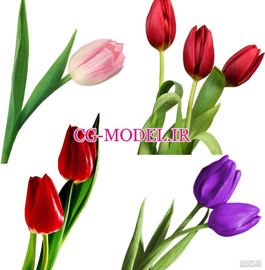 عکس گل لاله عکس گل لاله