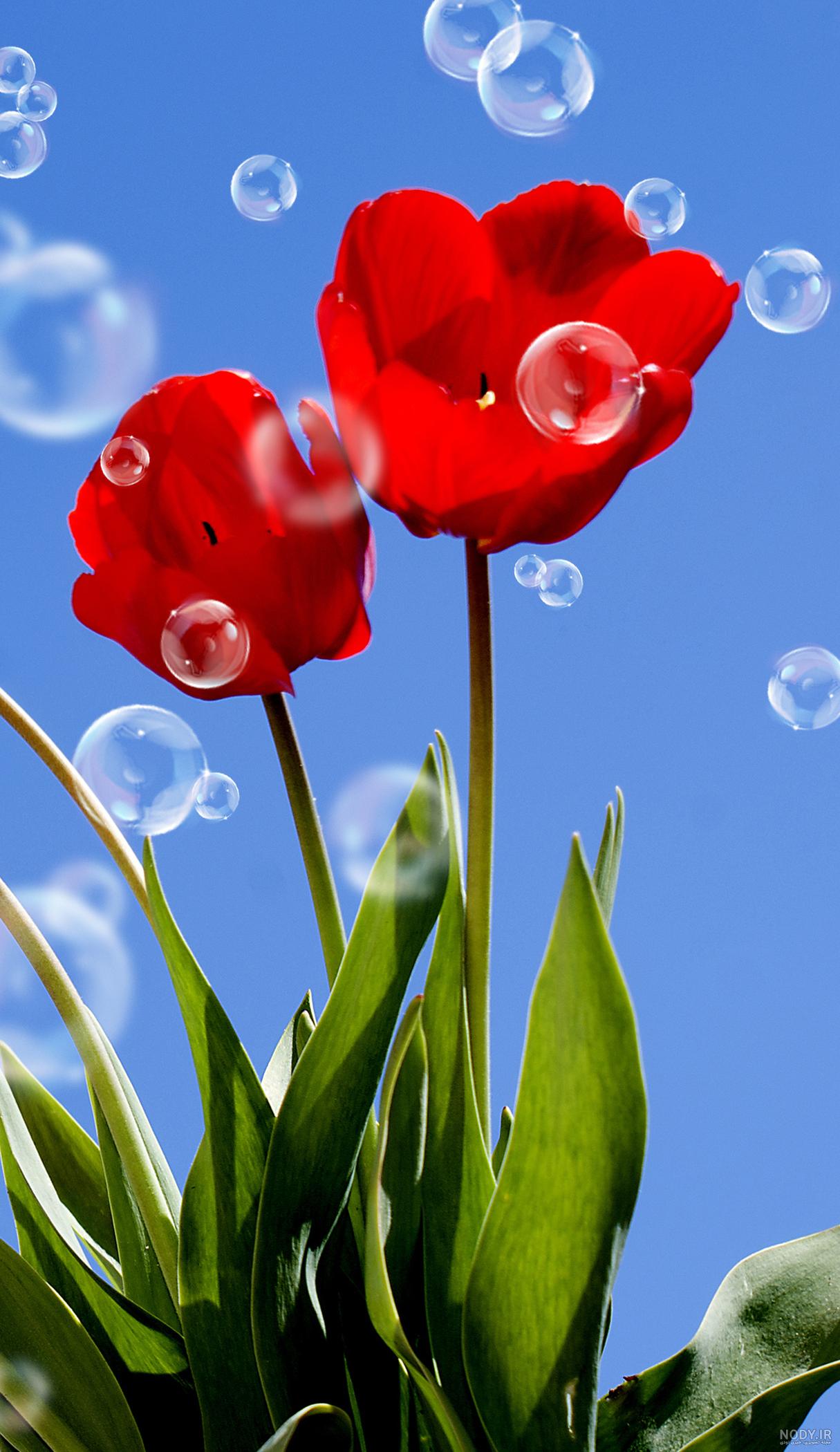 عکس گل لاله برای پروفایل عکس گل لاله برای پروفایل