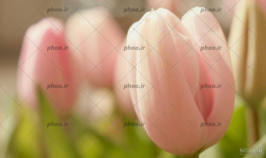 عکس گل لاله زیبا برای پروفایل عکس گل لاله زیبا برای پروفایل