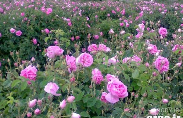 عیسی گل محمدی بوکسور چند ساله و اهل کجا بود؟ + عکس عیسی گل محمدی بوکسور چند ساله و اهل کجا بود؟ + عکس
