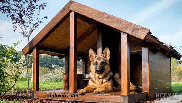 عکس و ویدیو 7 نژاد سگ جیبی (قیمت و خرید سگ جیبی)