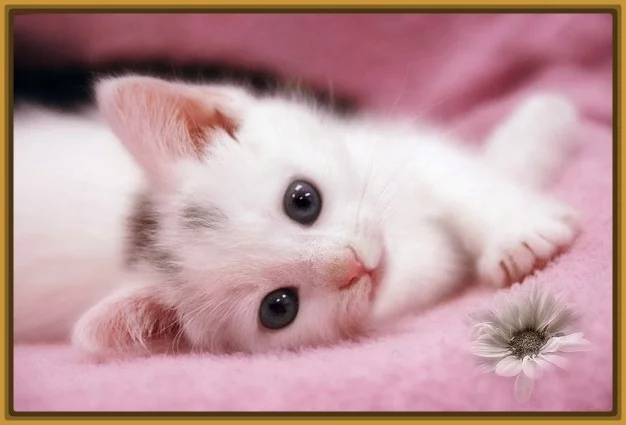 گربه😸 گربه😸