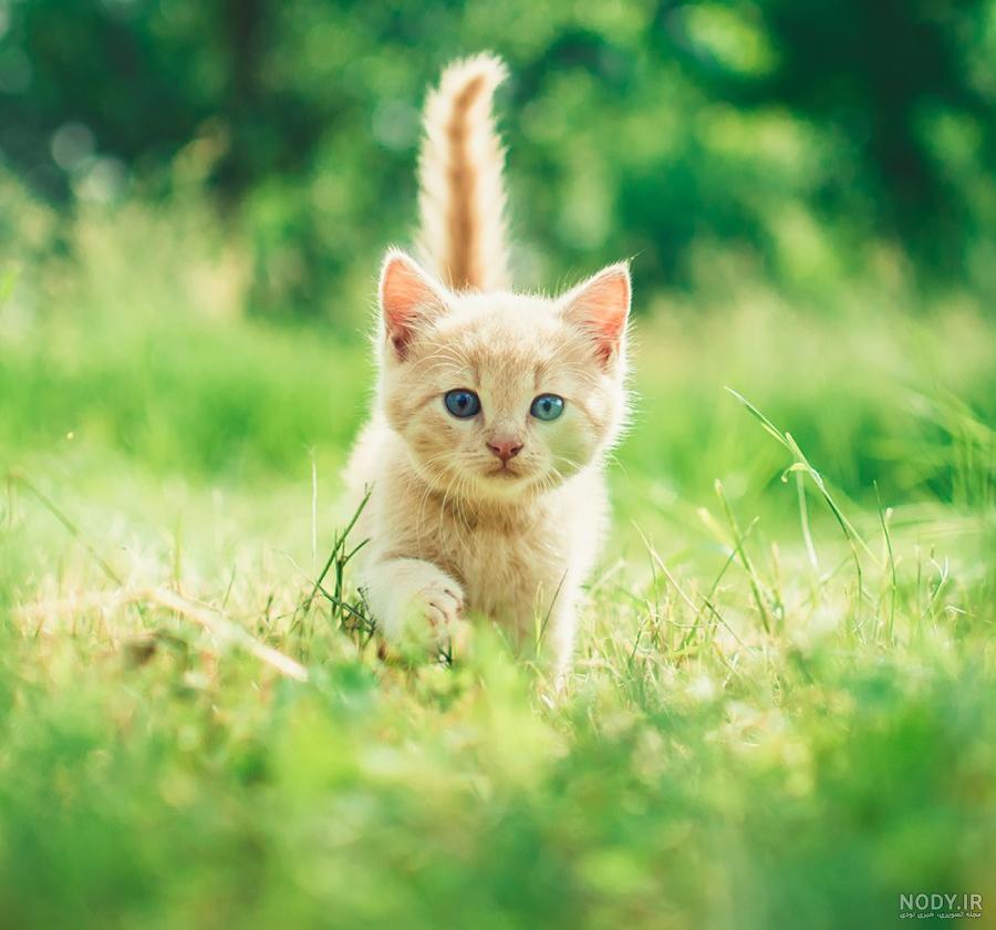گربه کوچولو🐈 گربه کوچولو🐈