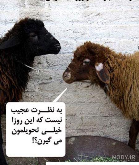 عکس نوشته ویژه عید سعید قربان 1403 | جدیدترین کارت های تبریک عید قربان 1403  | جدول یاب