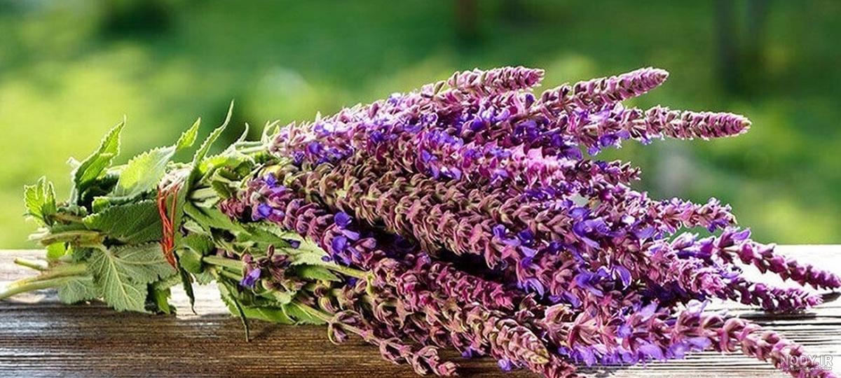 خرید بذر گل سلوی (مريم گلی) پابلند گلریز پرگل سفید خرید بذر گل سلوی (مريم گلی) پابلند گلریز پرگل سفید