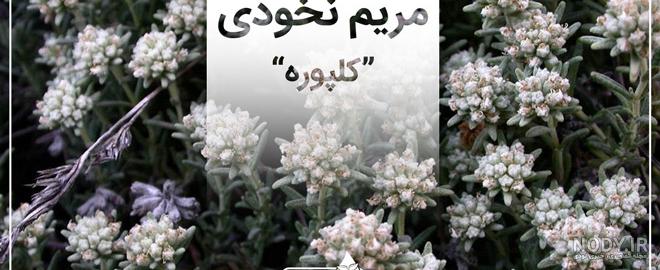 خواص شگفت انگیزگیاه مریم نخودی - آشاارگانیک خواص شگفت انگیزگیاه مریم نخودی - آشاارگانیک