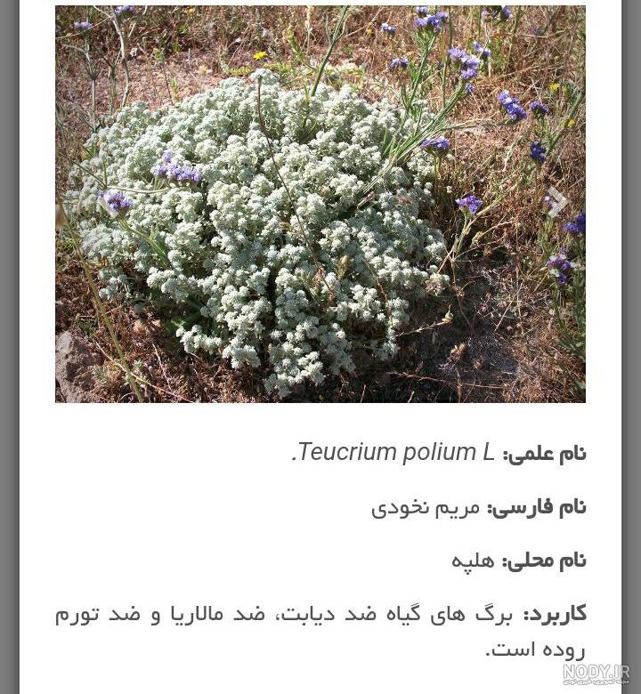 خواص کلپوره (مریم‌ نخودی) در طب سنتی چیست؟
