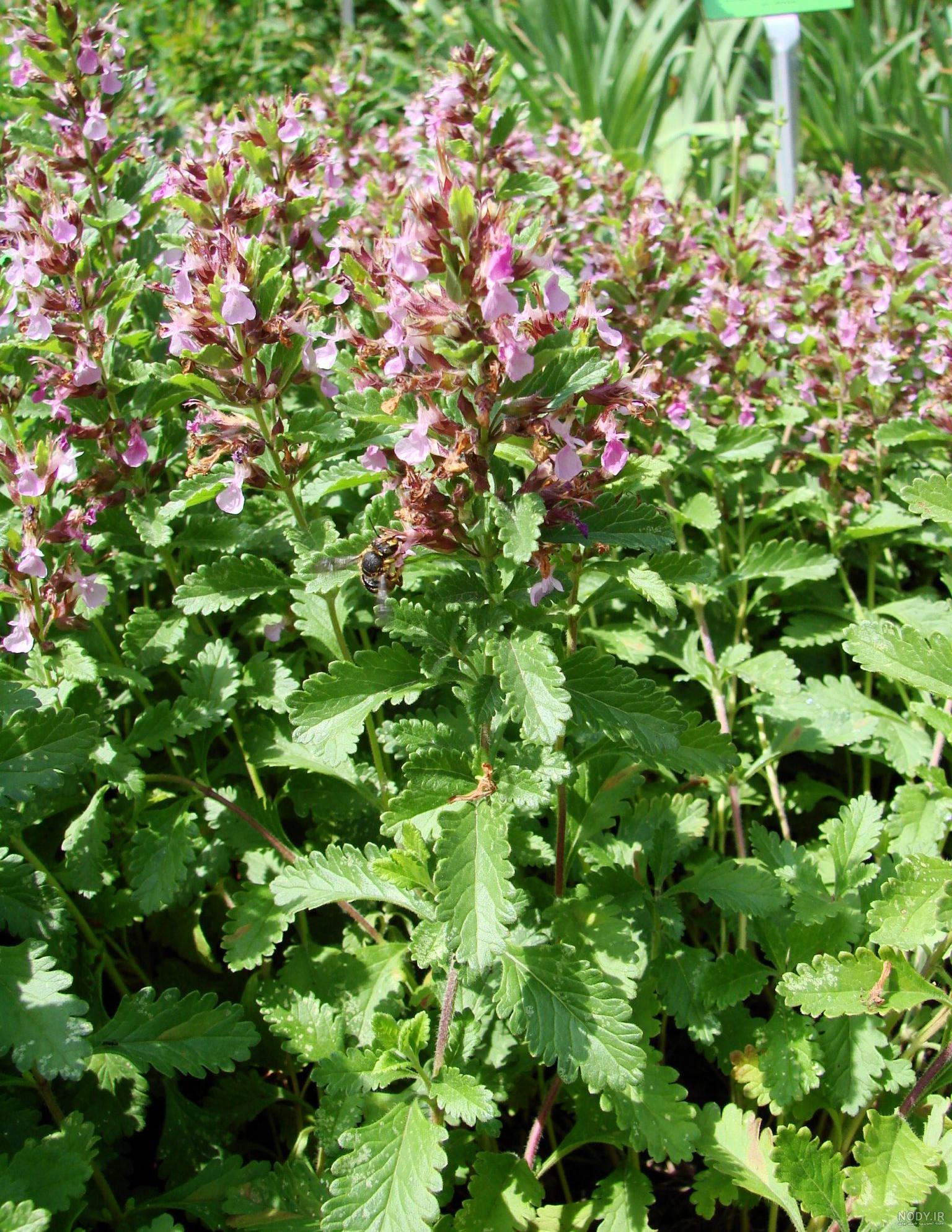 عسل مریم نخودی ( کلپوره ) اشتها اور و تب بر ، ضد سرما خوردگی و اسهال - خانه عسل عسل مریم نخودی ( کلپوره ) اشتها اور و تب بر ، ضد سرما خوردگی و اسهال - خانه عسل