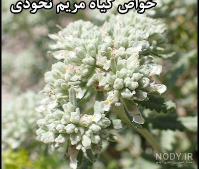 عکس گیاه مریم نخودی خشک شده عکس گیاه مریم نخودی خشک شده