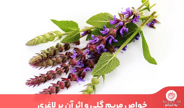 گل مریم، معرفی+ نگهداری+ نماد+ عکس | کافه گلدون گل مریم، معرفی+ نگهداری+ نماد+ عکس | کافه گلدون