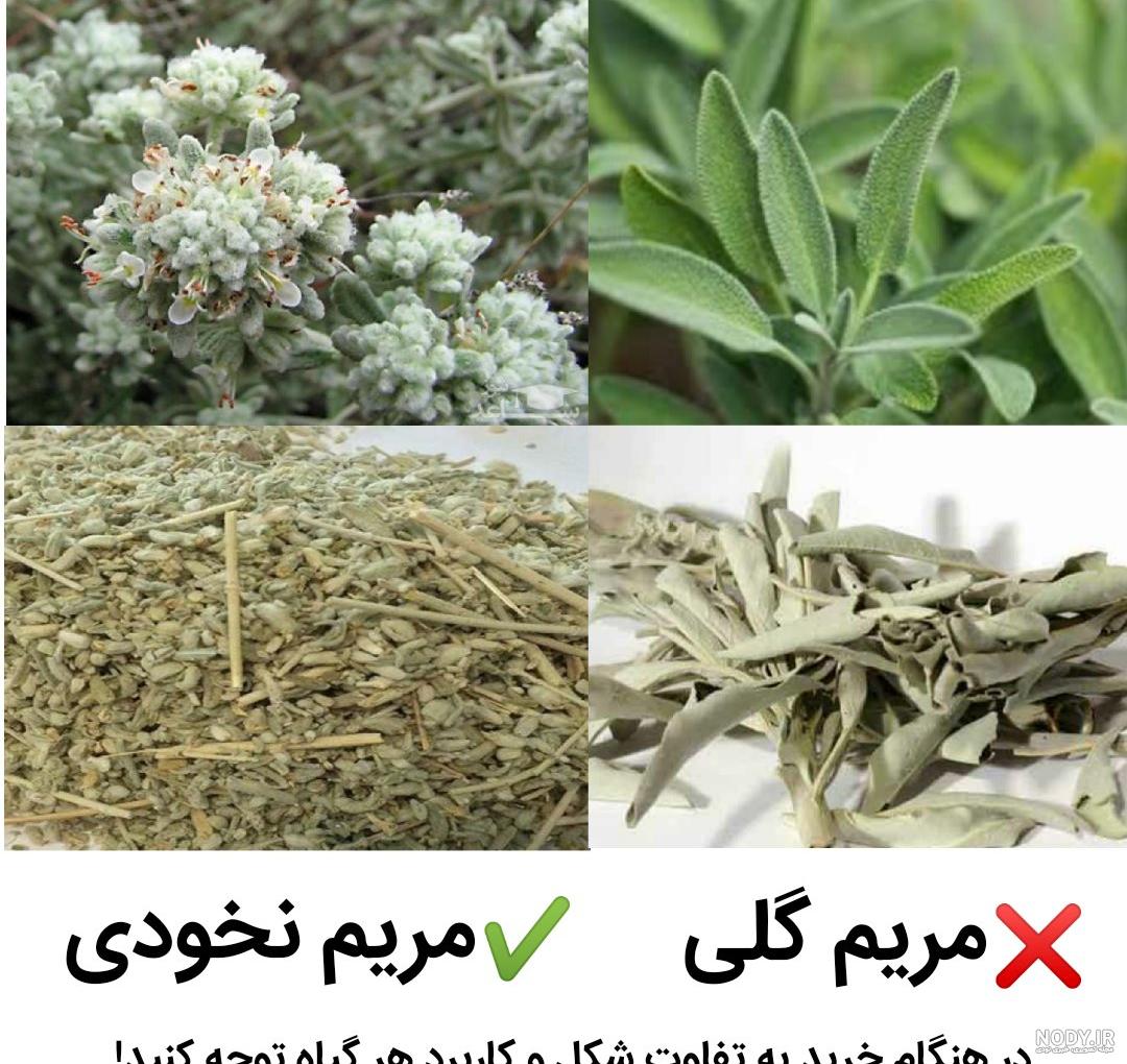 گیاه دارویی کلپوره (50 گرمی) Teucrium polium | فروشگاه بذر اسپندکو گیاه دارویی کلپوره (50 گرمی) Teucrium polium | فروشگاه بذر اسپندکو
