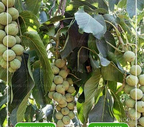 عکس اسرائیلی ۱۴۰۰ - عکس نودی عکس اسرائیلی ۱۴۰۰ - عکس نودی