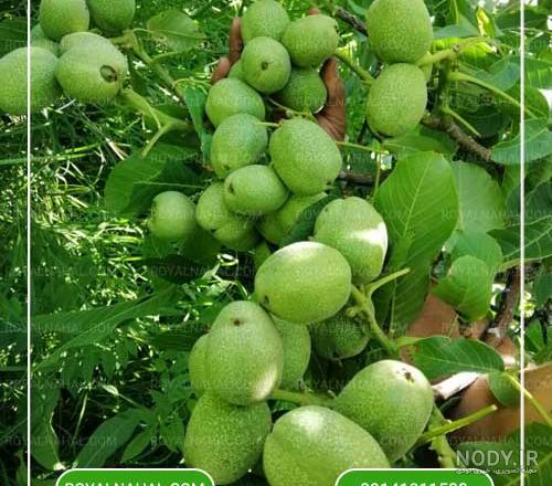 عکس دختران اسرائیلی عکس دختران اسرائیلی