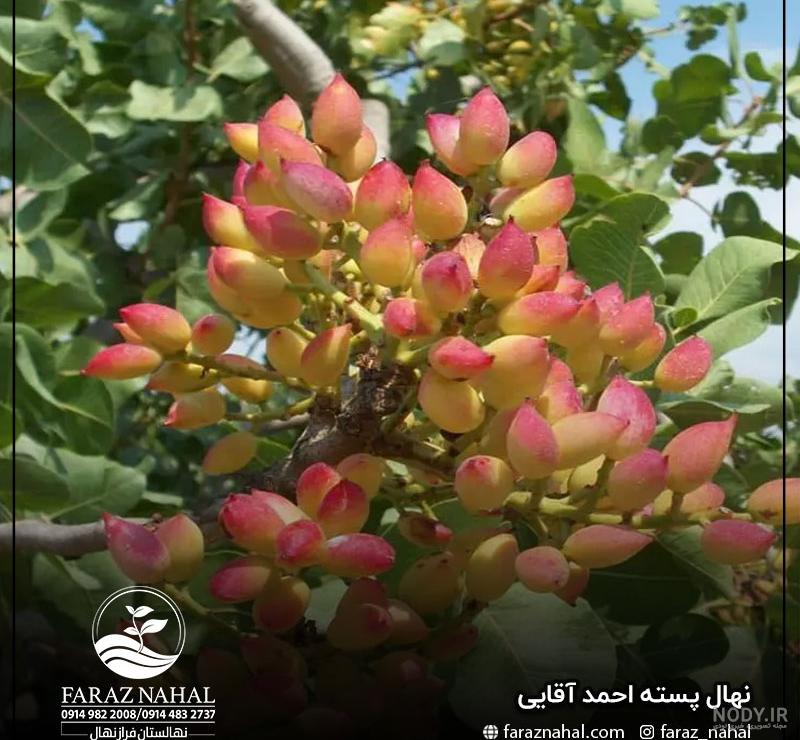 عکس درخت پسته احمد آقایی عکس درخت پسته احمد آقایی