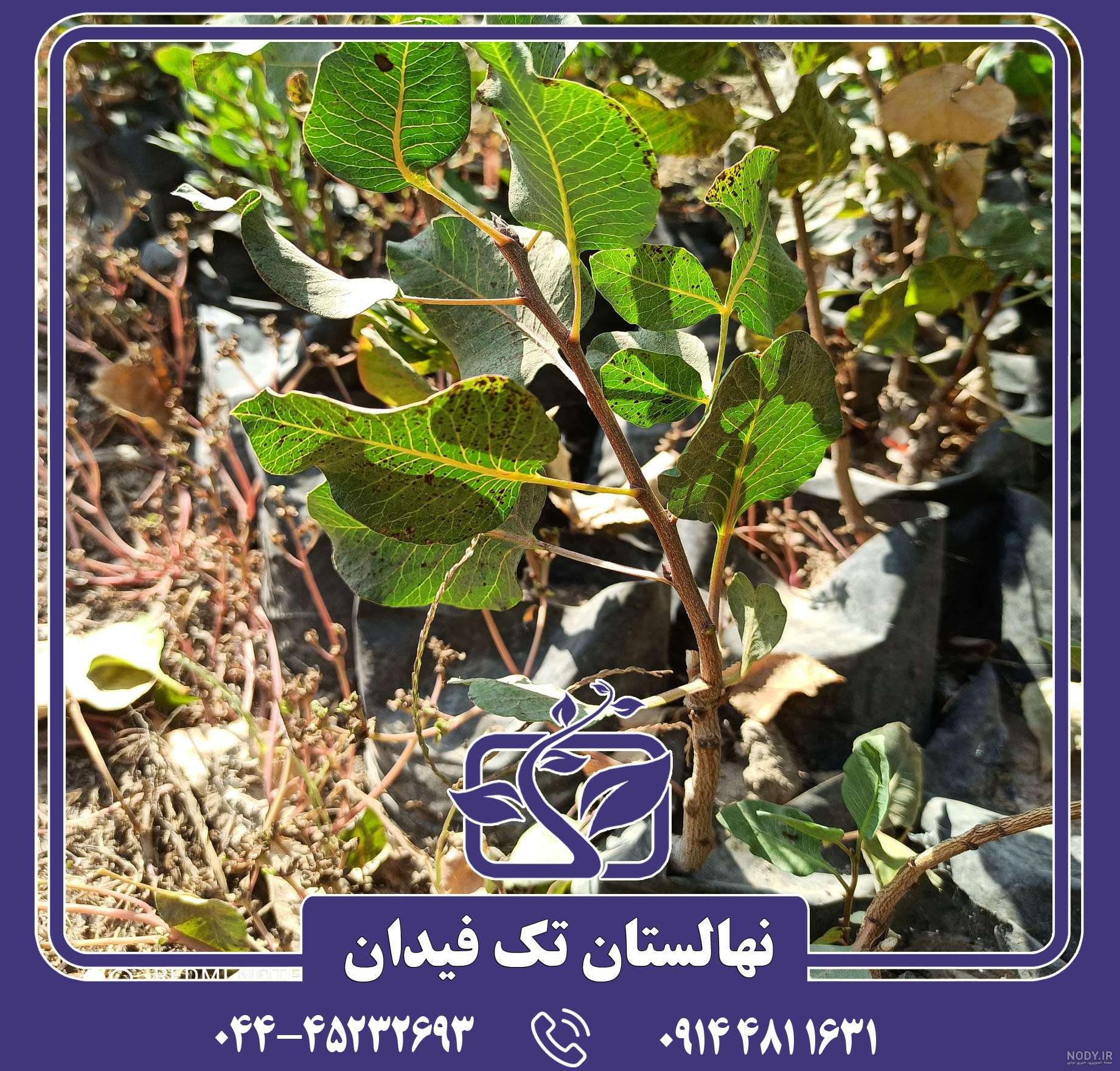 پسته احمد آقایی نمکی شور شده درجه یک رفسنجان - آجیل سبز پسته احمد آقایی نمکی شور شده درجه یک رفسنجان - آجیل سبز