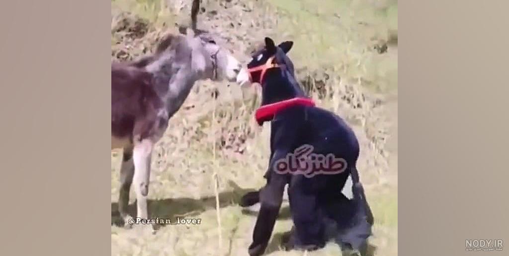 Arsam | ‎آرسام عاشق بازی کردن با این حیواناس حیوان مورد علاقه ش زرافه🦒گور  خر🦓اسب🐎 حیوان مورد علاقه شما چیه؟ #بازی #حیوانات #اسب #پسر_بچه...‎ |  Instagram