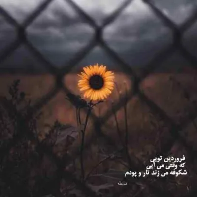 آرسام کاظمی | شبکه اجتماعی میم فارسی آرسام کاظمی | شبکه اجتماعی میم فارسی