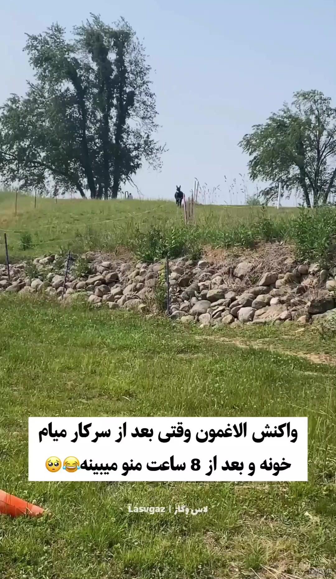 میم وقتی می‌خوام زور بزنم بگوزم... وقتی ریدم تو... - شبکه اجتماعی میم فارسی