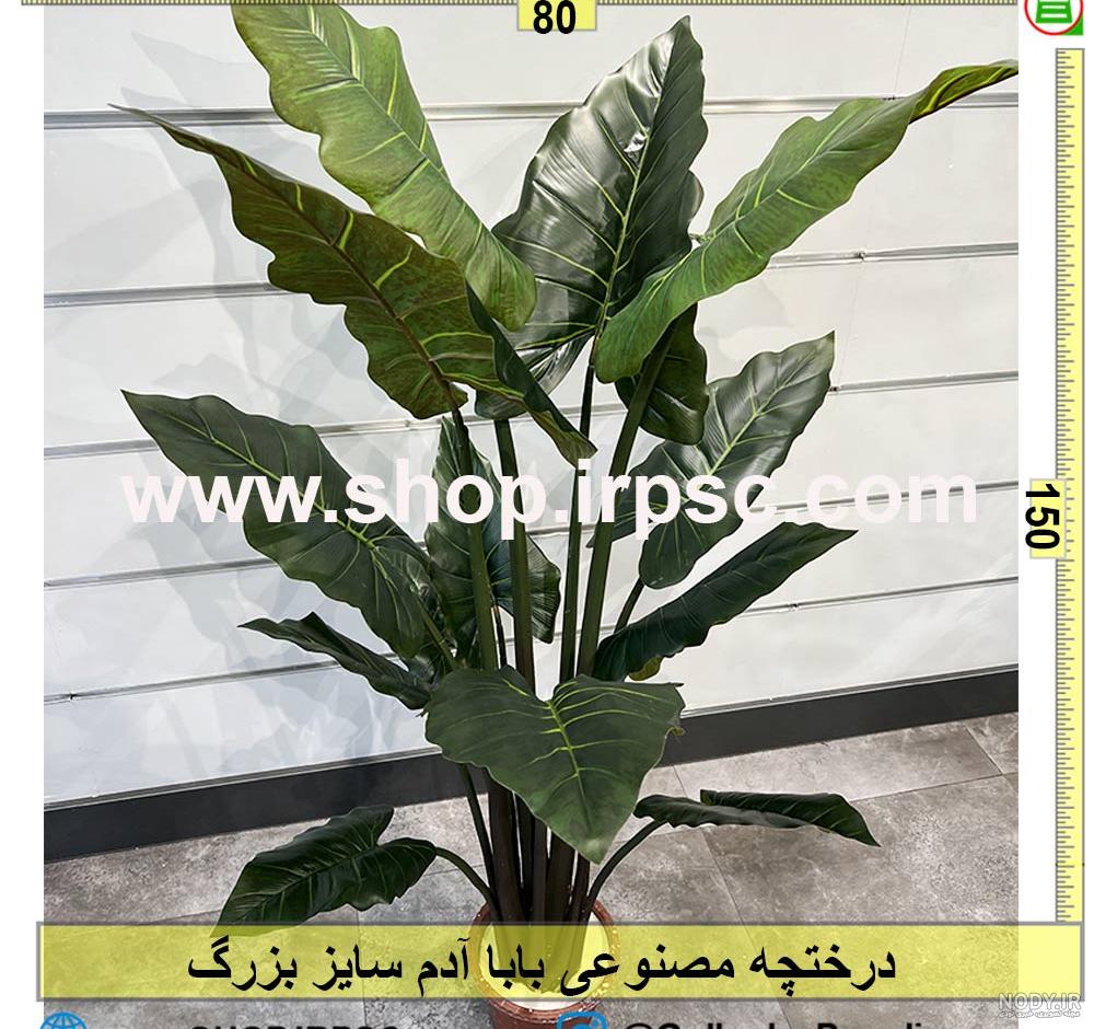 انواع مختلف گیاه باباآدم و نحوه نگه داری آنان | الوگل