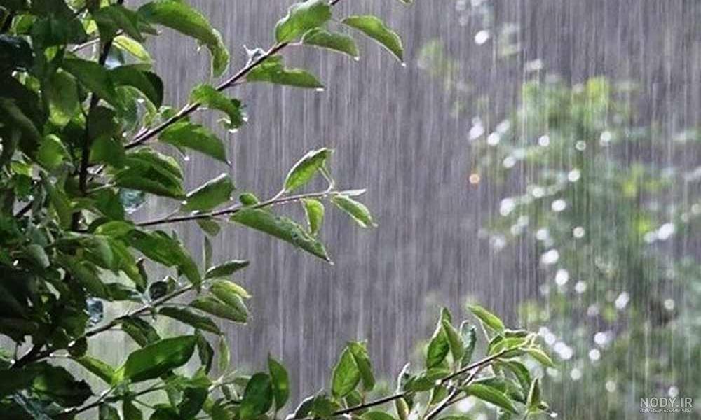 برگ سبز و قطره ها | گالری عکس مینافام