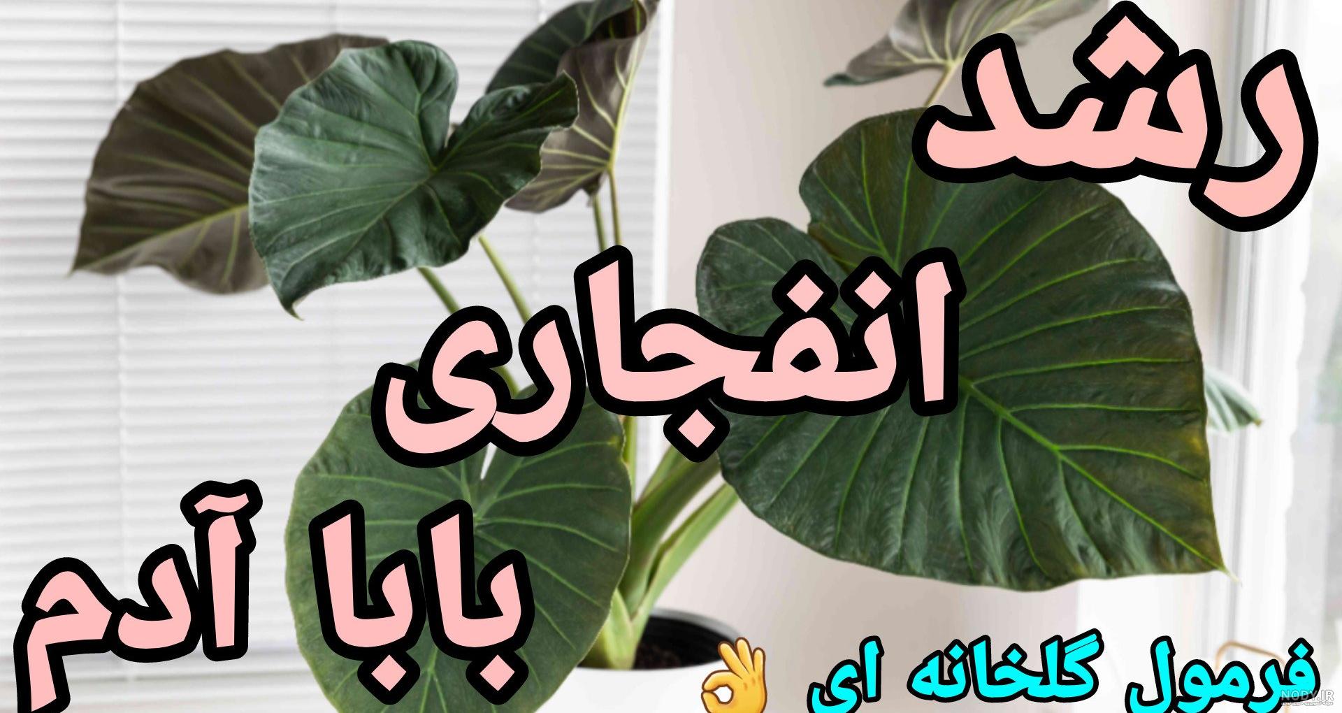 خرید و قیمت گل بابا آدم غول پیکر و پُربرگ 🍃-VIP