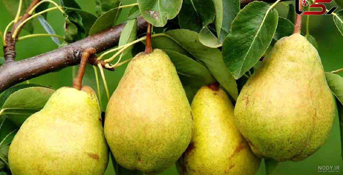 داستانک درخت گلابی – میهن فال داستانک درخت گلابی – میهن فال