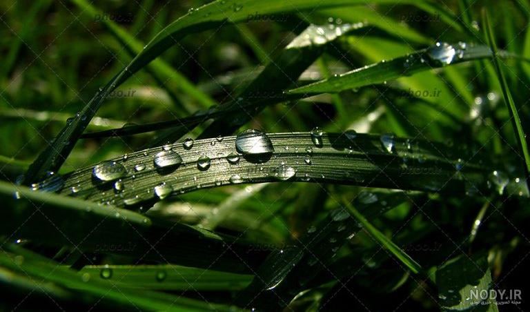 دانلود عکس قطره های باران روی برگ موز با بهترین کیفیت
