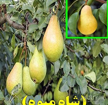 طبع گلابی طبع گلابی