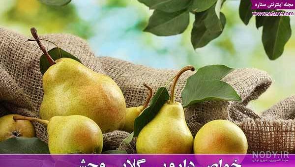 طرز تهیه کمپوت گلابی قرمز در منزل با ماندگاری بالا طرز تهیه کمپوت گلابی قرمز در منزل با ماندگاری بالا