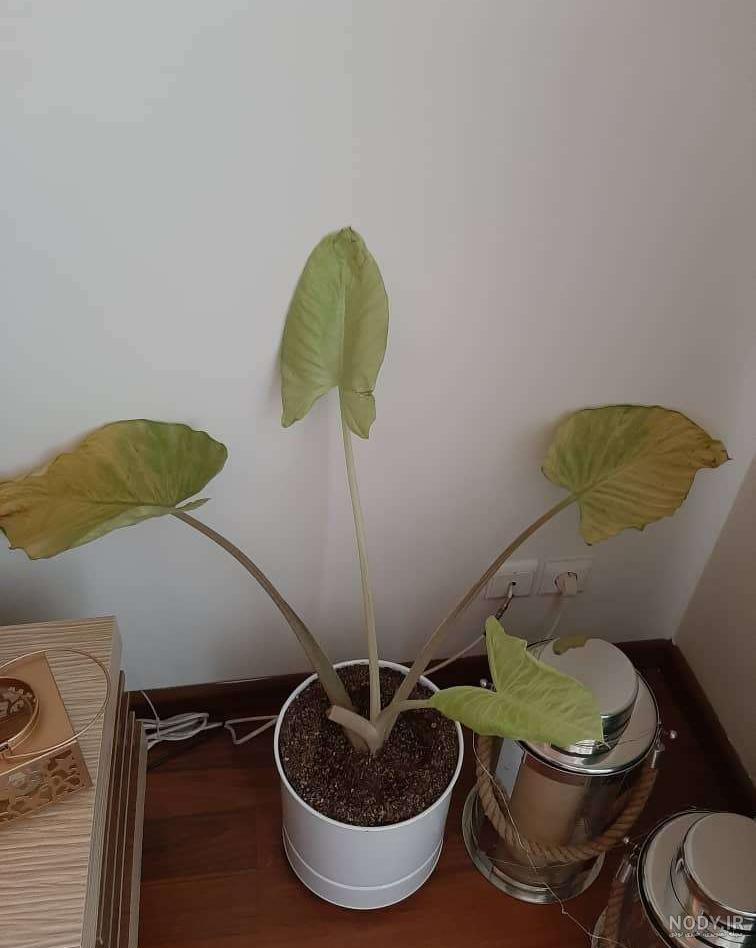 عکس از گیاه بابا ادم