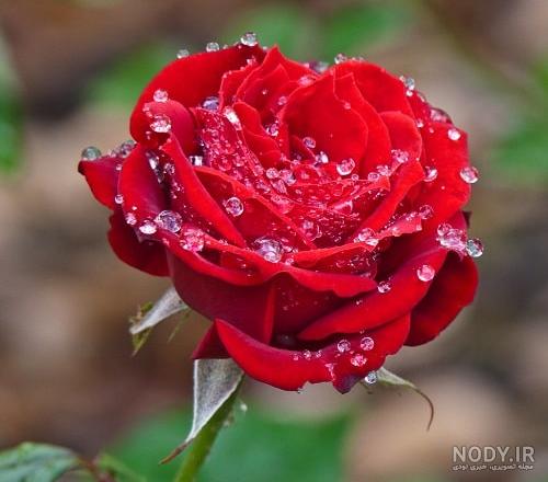عکس قطره باران برای پروفایل