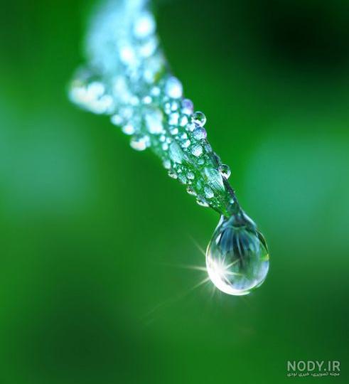 عکس قطره های باران روی برگ