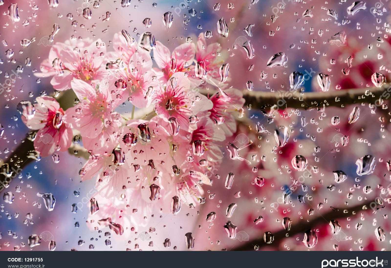 عکس منظره بارانی به همراه متن کوتاه و زیبا - ستاره