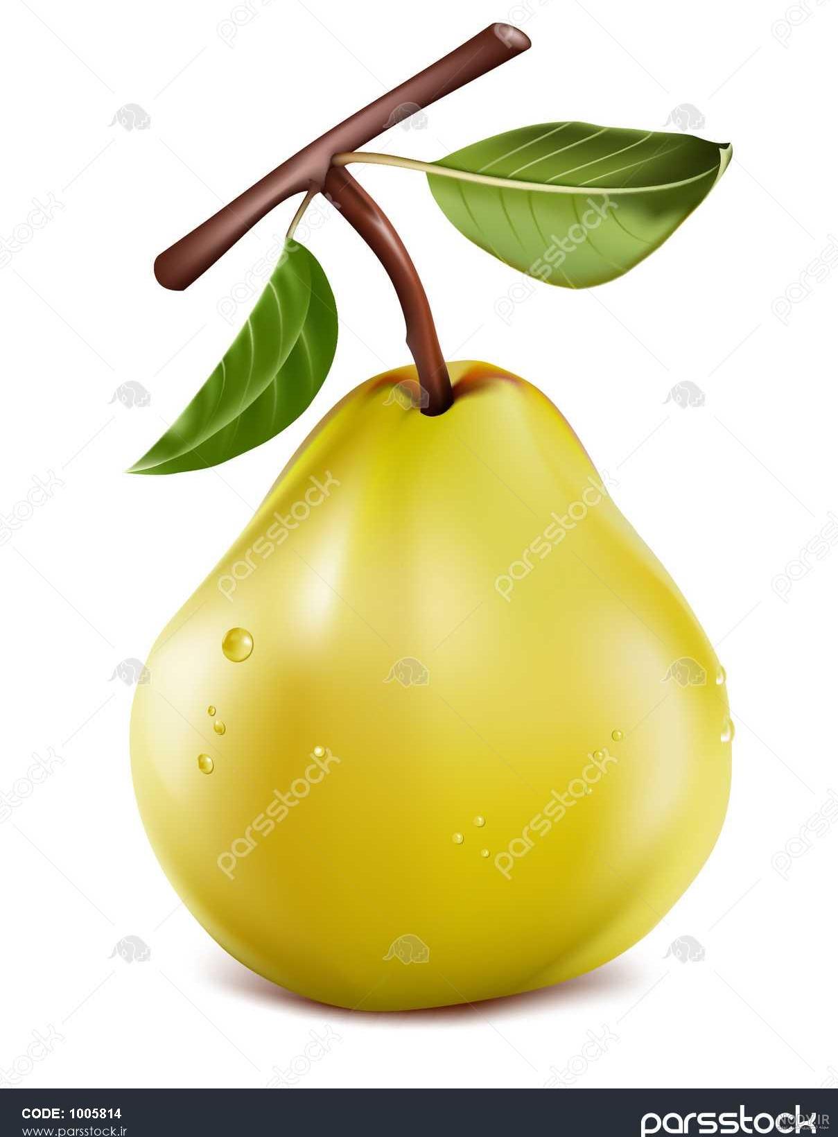 عکس کارتونی گلابی - عکس نودی عکس کارتونی گلابی - عکس نودی