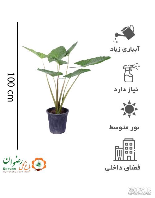 عکس گل بابا آدم بزرگ