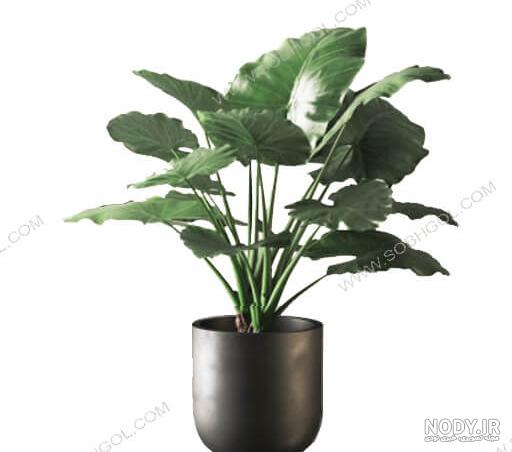 عکس گل گیاه بابا آدم