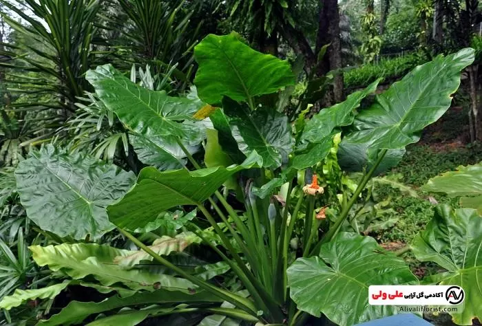 عکسهای گیاه بابا آدم