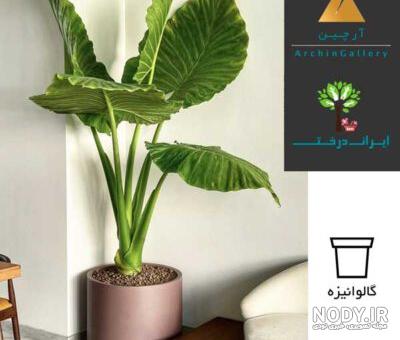 معرفی و روش نگهداری گل بابا آدم |گل فروشی آنلاین گل بازار
