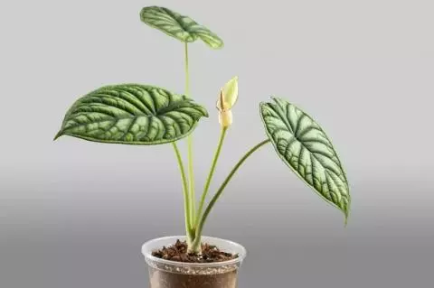 گل بابا آدم ، بابا آدم ، گل بابا ادم ، خرید و قیمت گل بابا آدم ، بابا آدم  تنه قرمز ، بابا آدم تنه سبز ، بابا آدم بلک ، بابا آدم در همه سایز