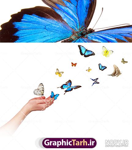 53 عکس پروانه🦋دانلود عکس پروانه واقعی و زیبا✔️چاپ✔️ادیت