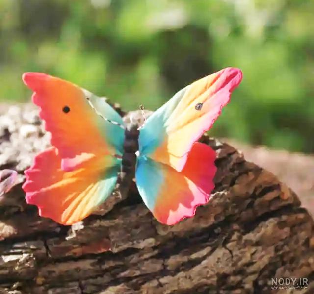53 عکس پروانه🦋دانلود عکس پروانه واقعی و زیبا✔️چاپ✔️ادیت