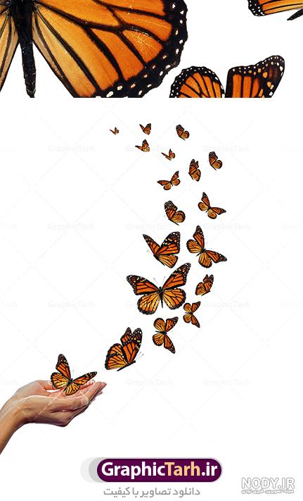 53 عکس پروانه🦋دانلود عکس پروانه واقعی و زیبا✔️چاپ✔️ادیت