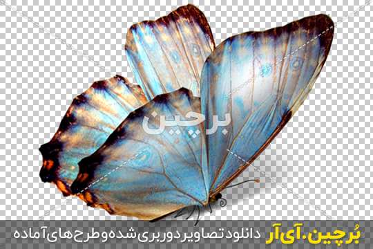 استیکر پروانه - استیکر پچول استیکر پروانه - استیکر پچول