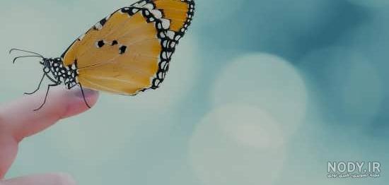 تصویر با کیفیت پروانه در دست در پس پس زمینه سفید از شاتر استوک با کیفیت عالی