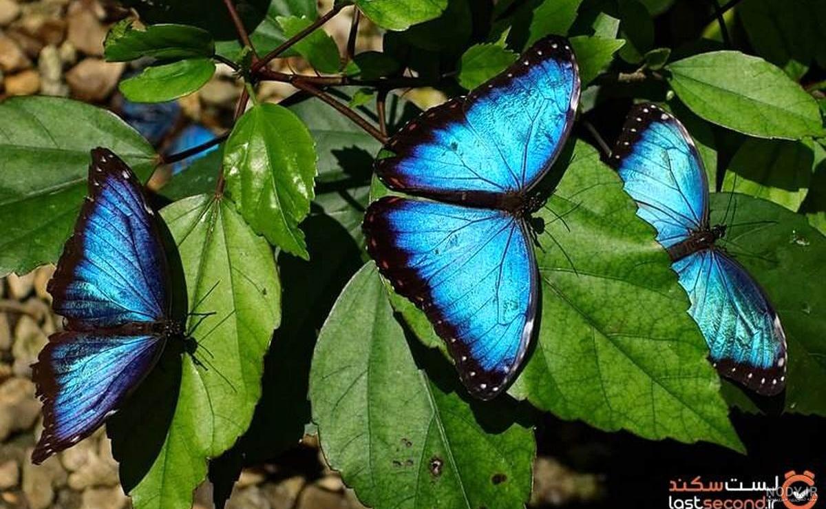 تصویر پروانه زیبا و گل تصویر پروانه زیبا و گل