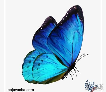 تصویر پروانه فانتزی صورتی جدید برای کشیدن نقاشی کودکانه