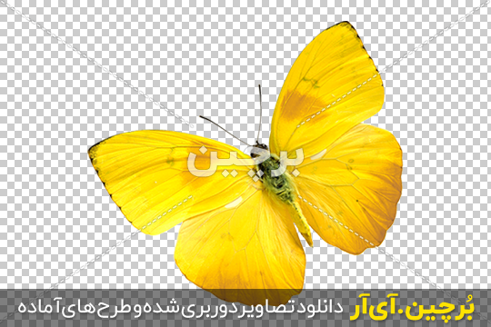 دانلود عکس پروانه مشکی و سبز دانلود عکس پروانه مشکی و سبز